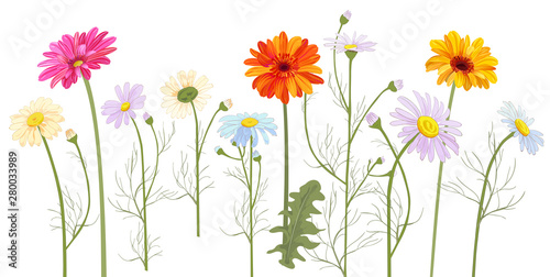 Horizontal set Chamomile (Daisy), Gerbera, white, red, orange flowers, buds, leaves, stems, panoramic view. Realistic botanical illustration on white background in watercolor style for design, vector