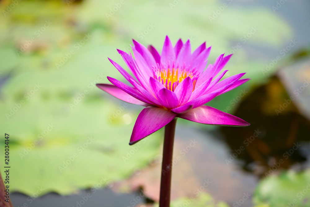Pink water lily flower and bee in pool Pink water lily flower and bee in pool
