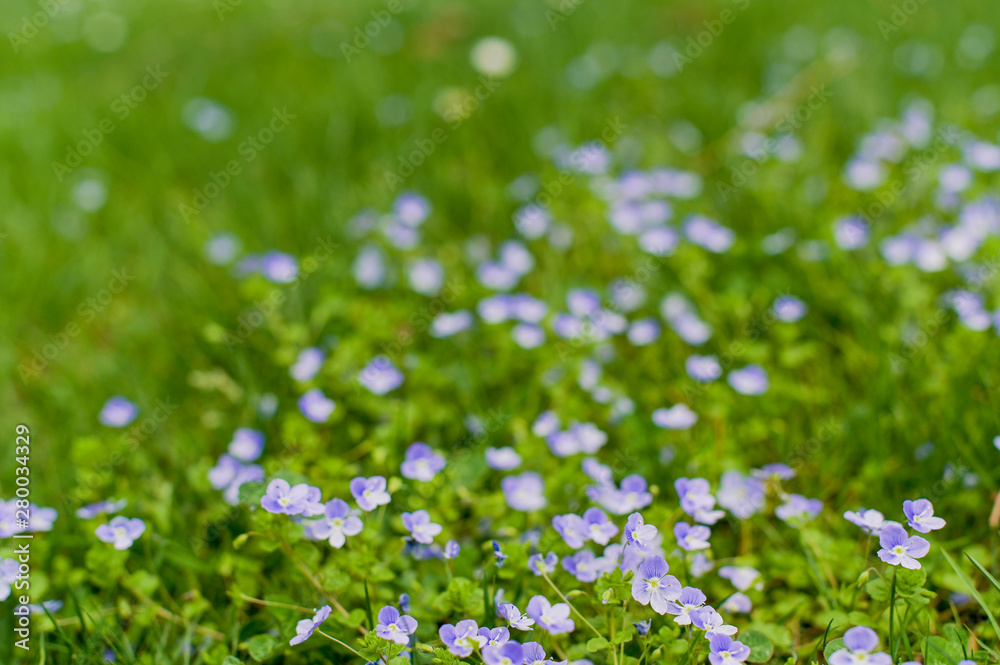 Pansies juicy green grass. Flowers on a spring meadow in the park. Beautiful nature. Pansies juicy green grass. Flowers on a spring meadow in the park. Beautiful nature.