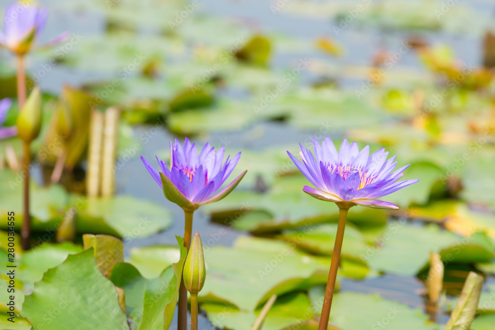 Water lily,Lotus or Waterlily flower in pool Water lily,Lotus or Waterlily flower in pool