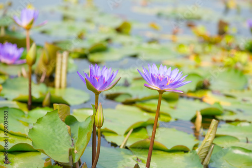 Water lily Lotus or Waterlily flower in pool
