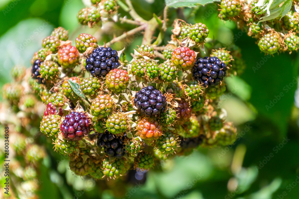 Bunch of ripe and unripe blackberries on the bush in the garden.