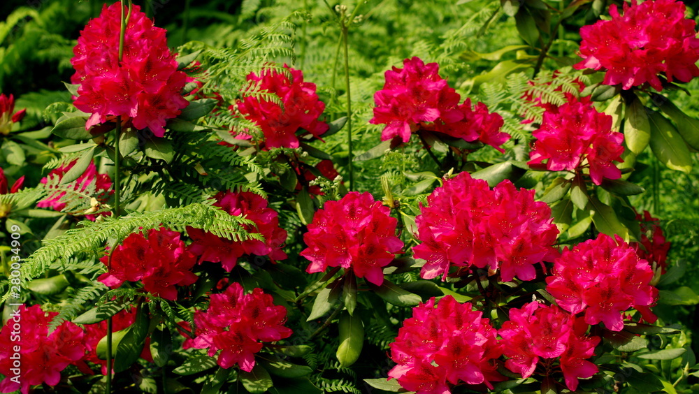 Red flowers in the garden Red flowers in the garden