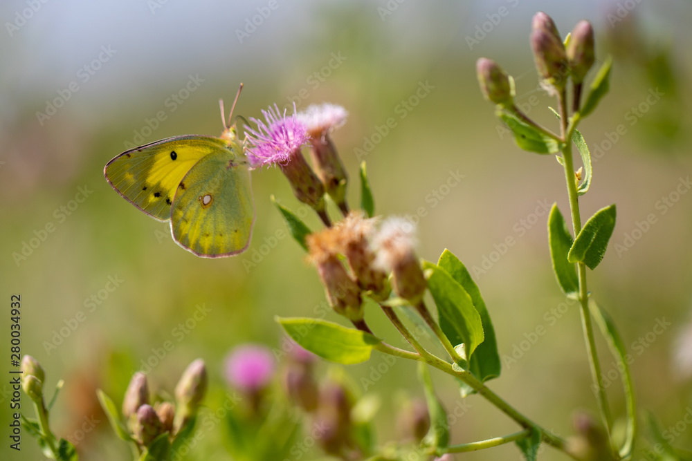 Yellow butterfly (Colias eurytheme) on a thistle (Cárduus) flower.
