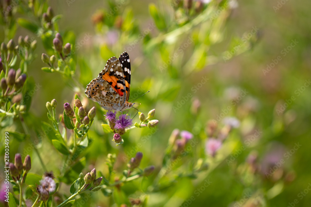 Beautiful butterfly (Vanessa cardui) on a thistle (Cárduus) flower. Beautiful butterfly (Vanessa cardui) on a thistle (Cárduus) flower.