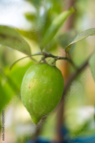 Green lemon on tree in garden
