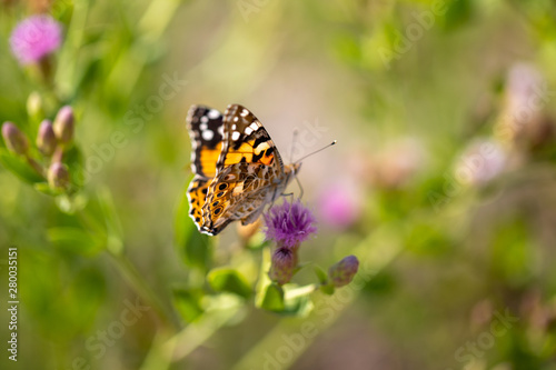 Beautiful butterfly (Vanessa cardui) on a thistle (Cárduus) flower. © Kira0Kirina