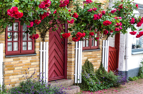 A picturesque former fisherman's house with a slightly Danish touch lovingly restored, with tall red roses at a house wall in the fishing village Holm, Schleswig, Germany