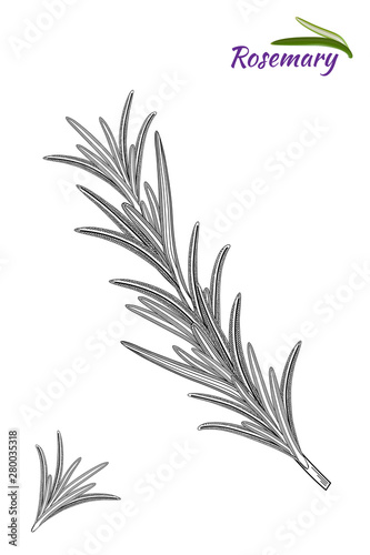 Rosemary branch.  Hand drawn vector illustration - Vector