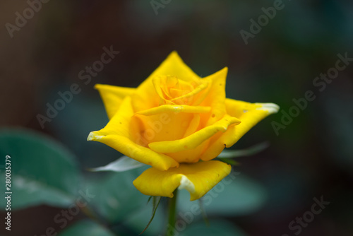 Yellow rose in garden
