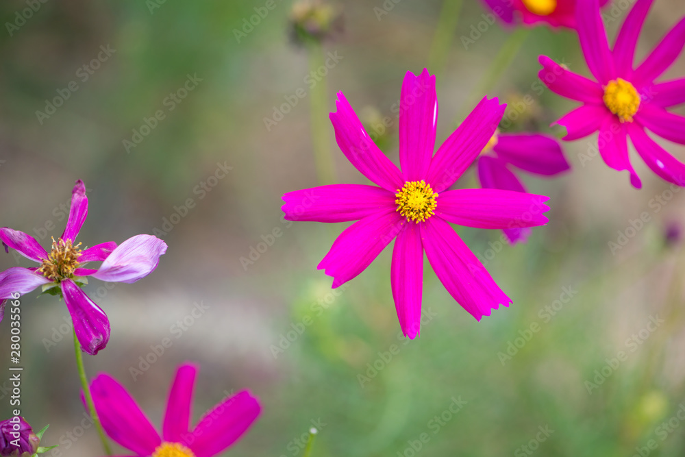 Fototapeta premium Pink cosmos flower
