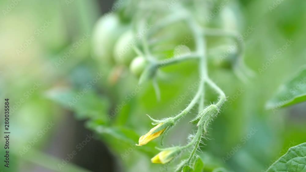small green tomatoes on the bushes in the garden, ripening natural vegetables small green tomatoes on the bushes in the garden, ripening natural vegetables