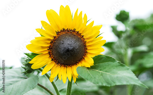 One sunflower on white background. Close-up shot.