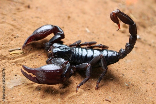Scorpions are black on the sand