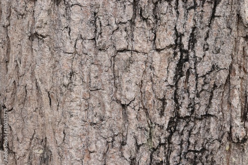 wood texture bark of tree, nature background