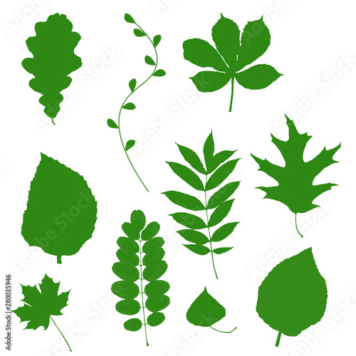 Hand draw green leaves of different deciduous trees isolated on white background.