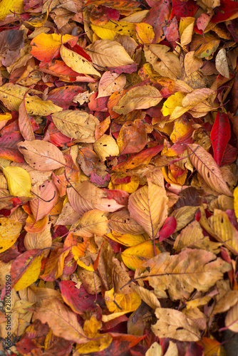 leaves fall in autumn season