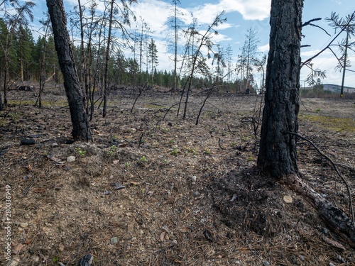 Forest fire aftermath with burnt trees and stump. Field with ashes after a wildfire