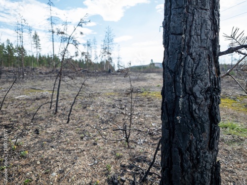 Forest fire aftermath with burnt trees and stump. Field with ashes after a wildfire