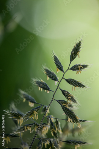 close-up of grass seeds in front of a blurry background photo