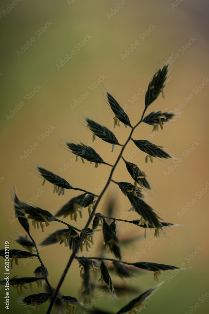 Fototapeta premium close-up of grass seeds in front of a blurry background