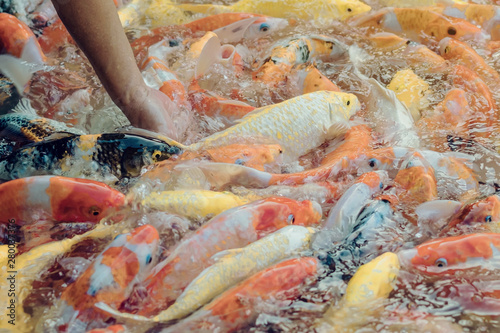 Woman feeding food to fancy carp fish by hand in the japanese pond.