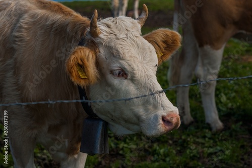 Wallpaper Mural Beautiful swiss alps mountains. Alpine meadows. Farm. Cows. Torontodigital.ca