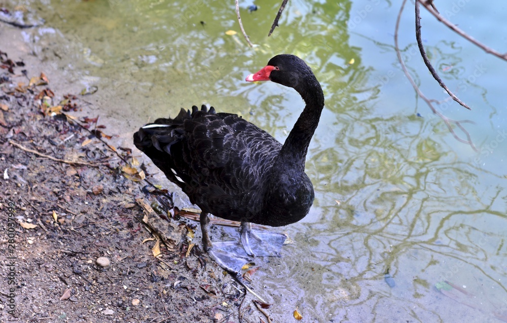 Fototapeta premium Cisne negro, gran ave migratoria anátidae con plumaje negro y pico rojo.