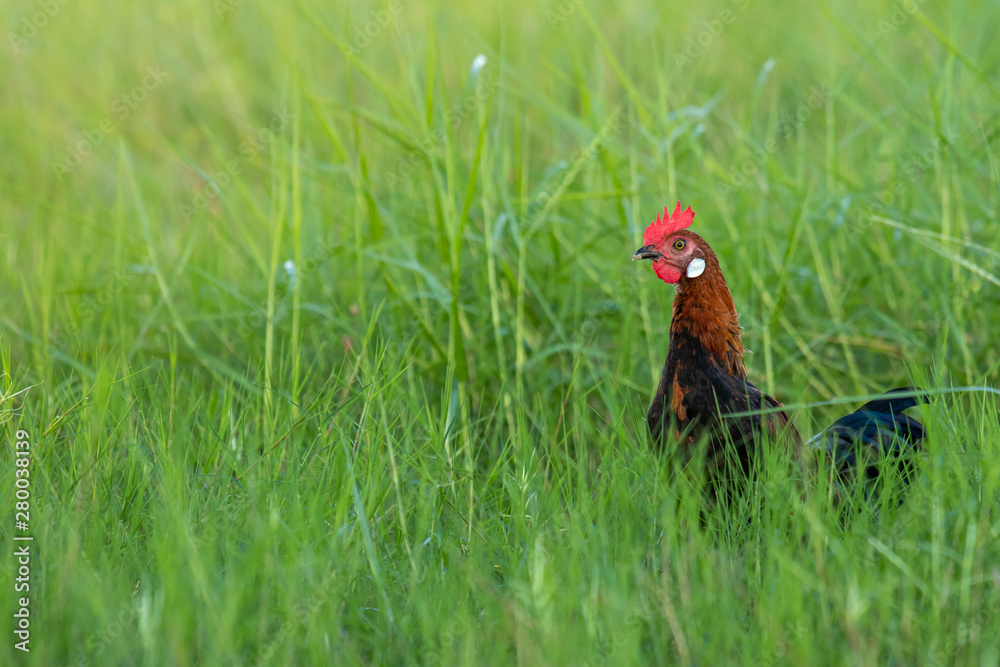 Male fowl in green grass fields, wild fowl for food in natural grass fields