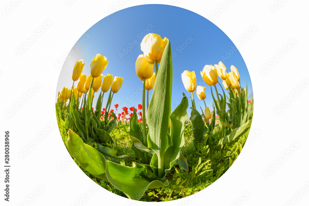 Skagit Valley Tulip Festival 2016