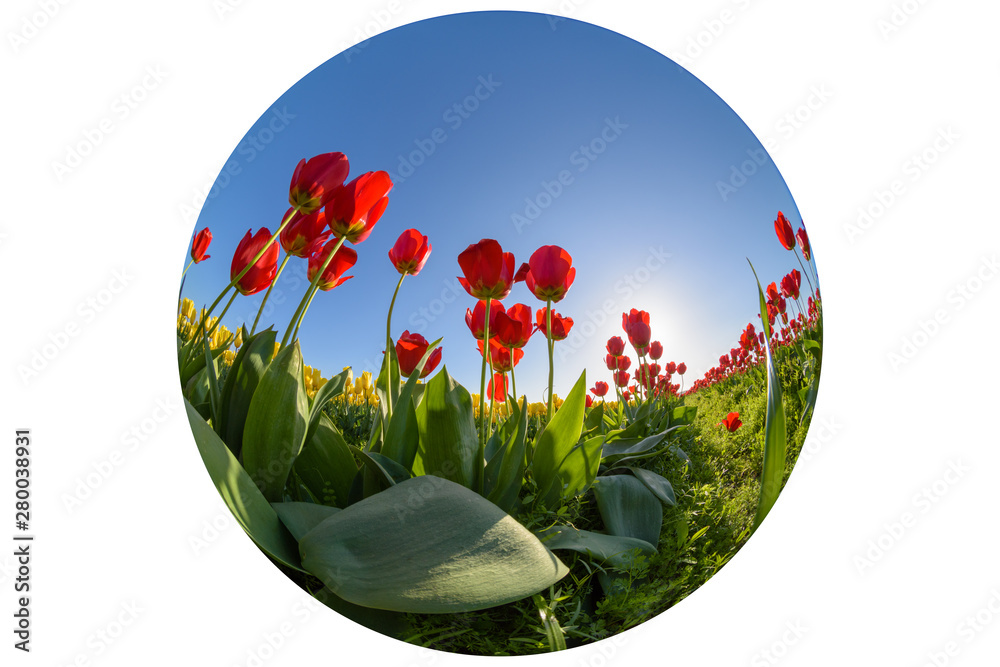 Skagit Valley Tulip Festival 2016