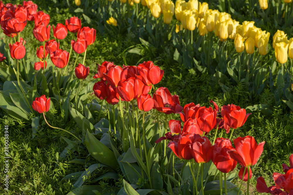 Skagit Valley Tulip Festival 2016