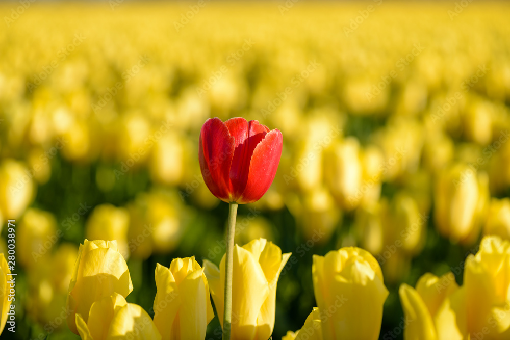 Skagit Valley Tulip Festival 2016