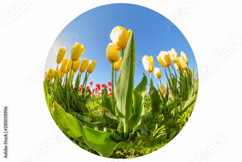 Obraz na płótnie Skagit Valley Tulip Festival 2016 w salonie