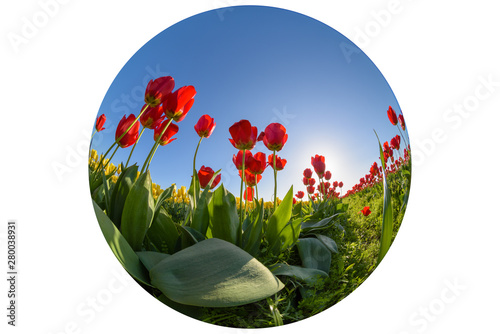 Obraz na płótnie Skagit Valley Tulip Festival 2016 w salonie
