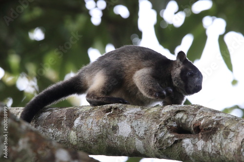 A Lumholtz's tree-kangaroo (Dendrolagus lumholtzi) cub high in a tree in a dry forest  Queensland, Australia photo