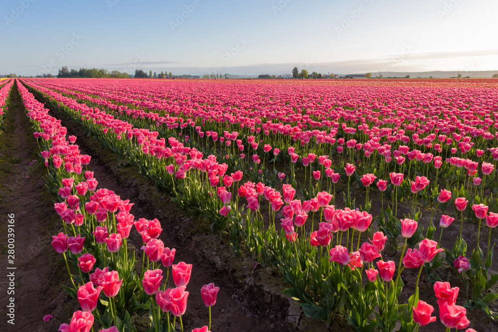 Skagit Valley Tulip Festival 2016