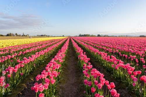 Obraz na płótnie Skagit Valley Tulip Festival 2016 w salonie