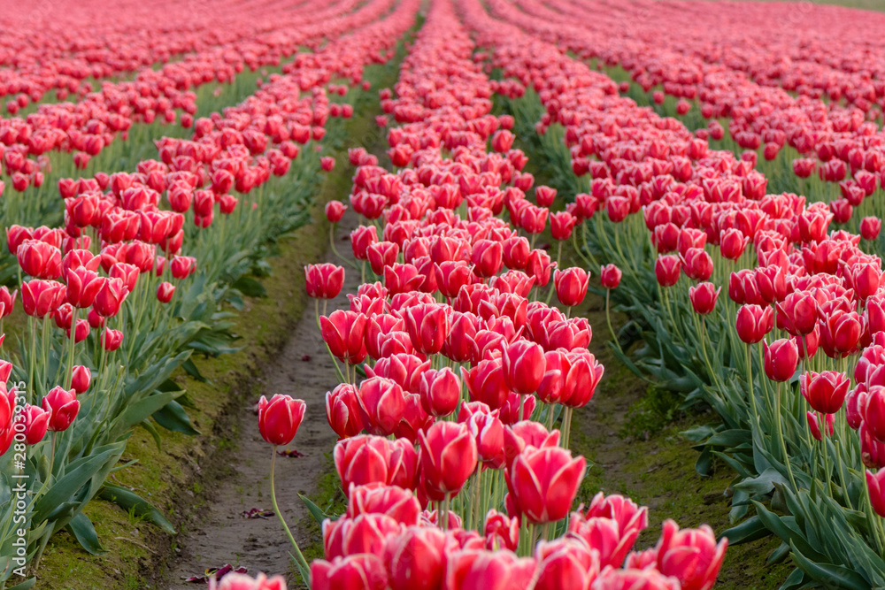 Skagit Valley Tulip Festival 2016