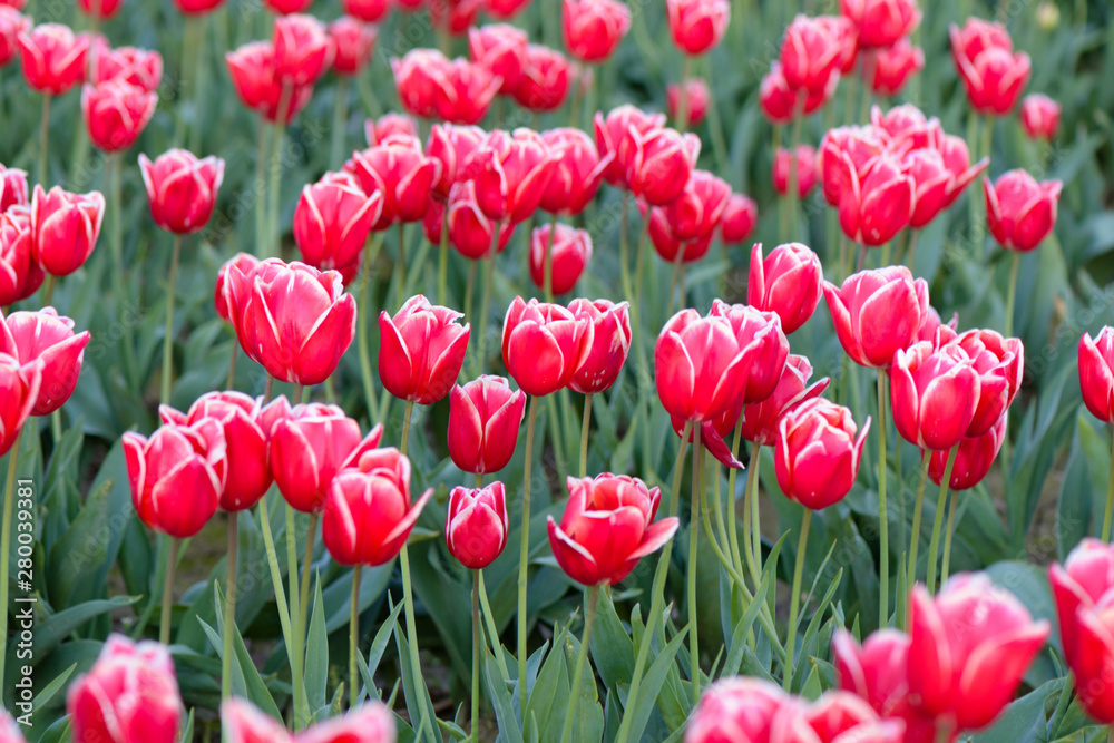 Skagit Valley Tulip Festival 2016 Skagit Valley Tulip Festival 2016