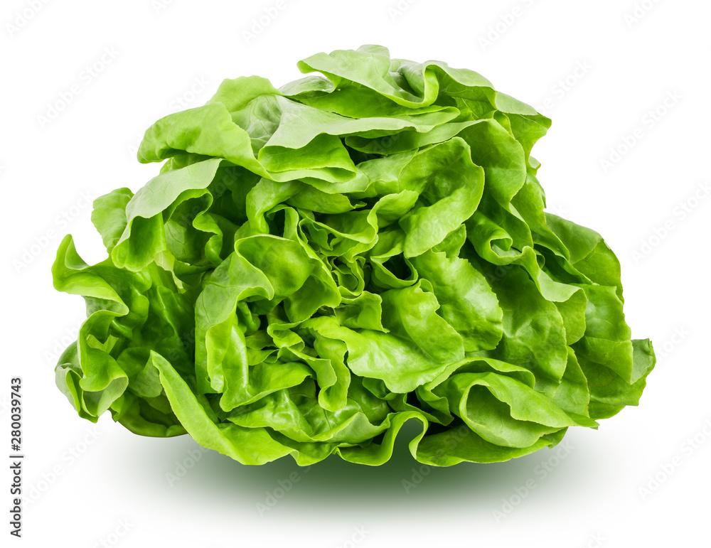 Fresh lettuce isolated on white background with clipping path Fresh lettuce isolated on white background with clipping path