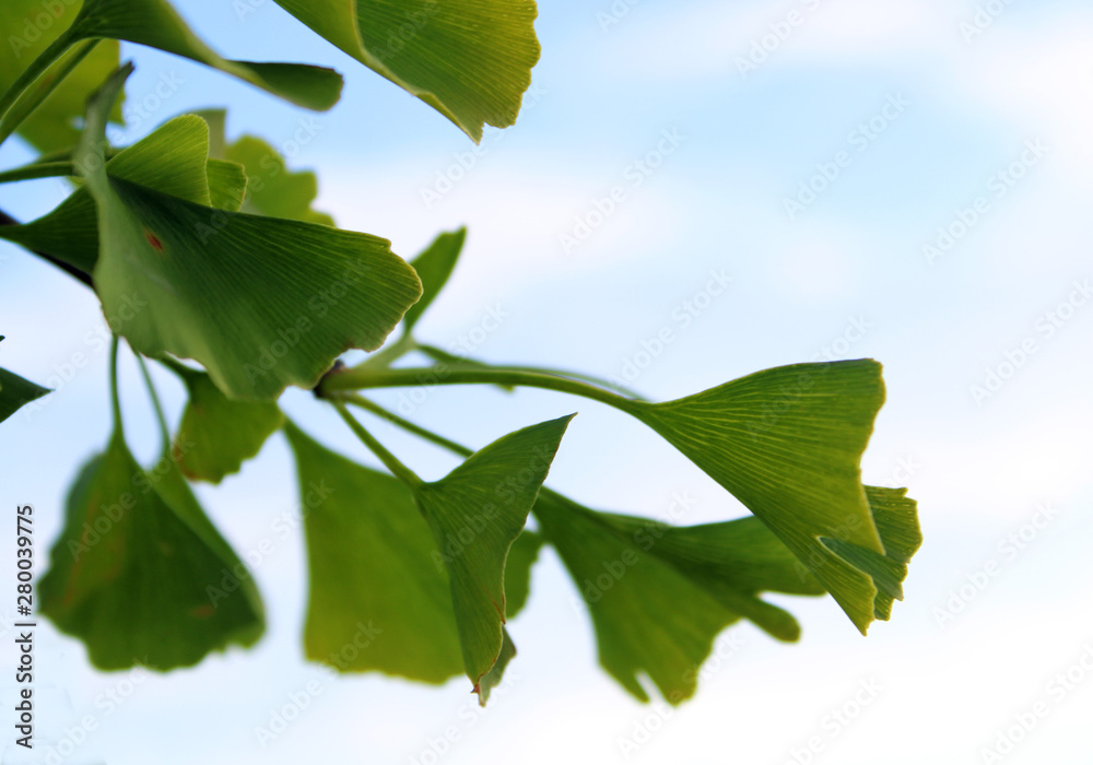 Gingko biloba tree in summer Gingko biloba tree in summer