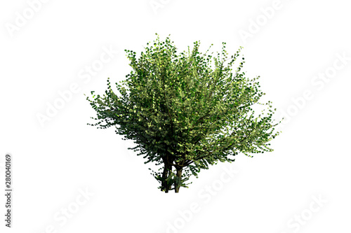 tree on white background 