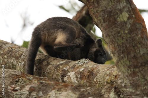 A Lumholtz's tree-kangaroo (Dendrolagus lumholtzi) cub high in a tree in a dry forest  Queensland, Australia photo