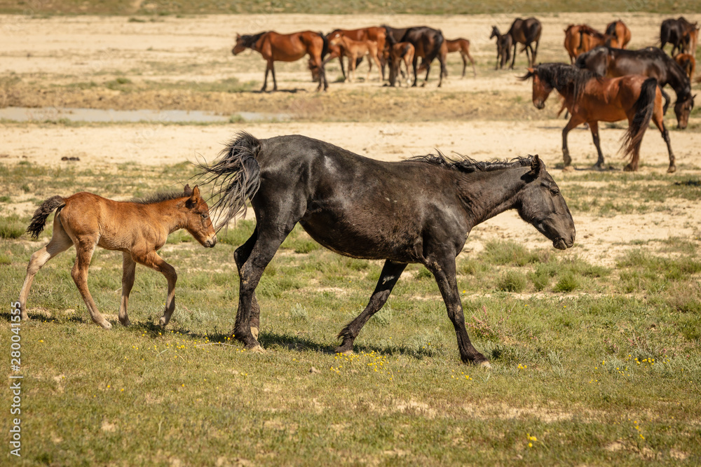 Obraz premium horses are on the road. Behind the steppe landscape