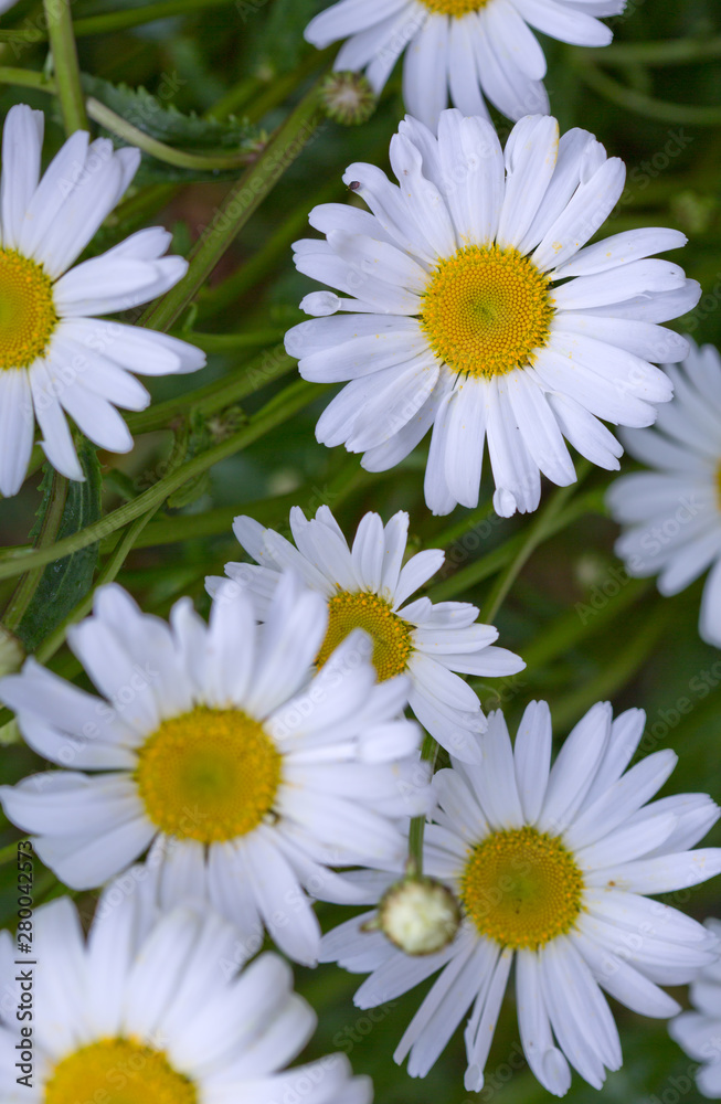 Macro Shot of white daisy flowers in sunlight. Macro Shot of white daisy flowers in sunlight.