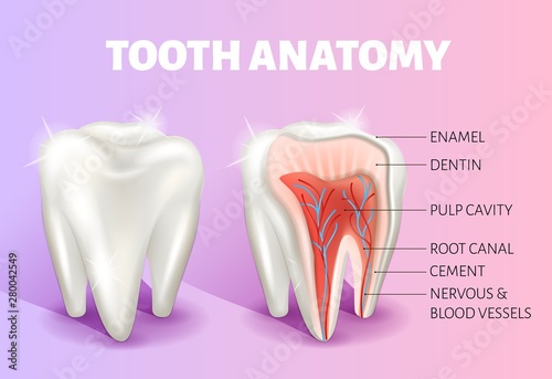Tooth anatomy infographics. Realistic 3D vector medical banner or poster.