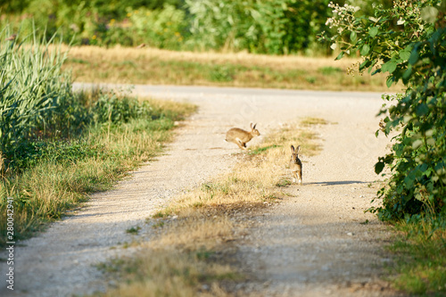 Wild rabbits running on a field road