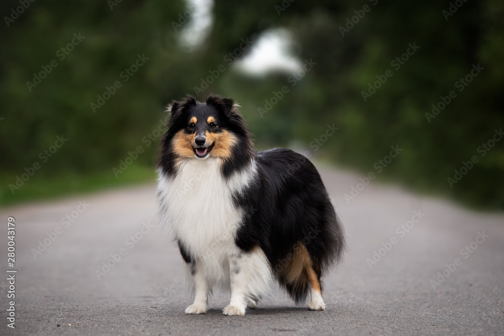 Sheltie color tricolor with long wool