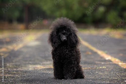 Portrait of a black poodle